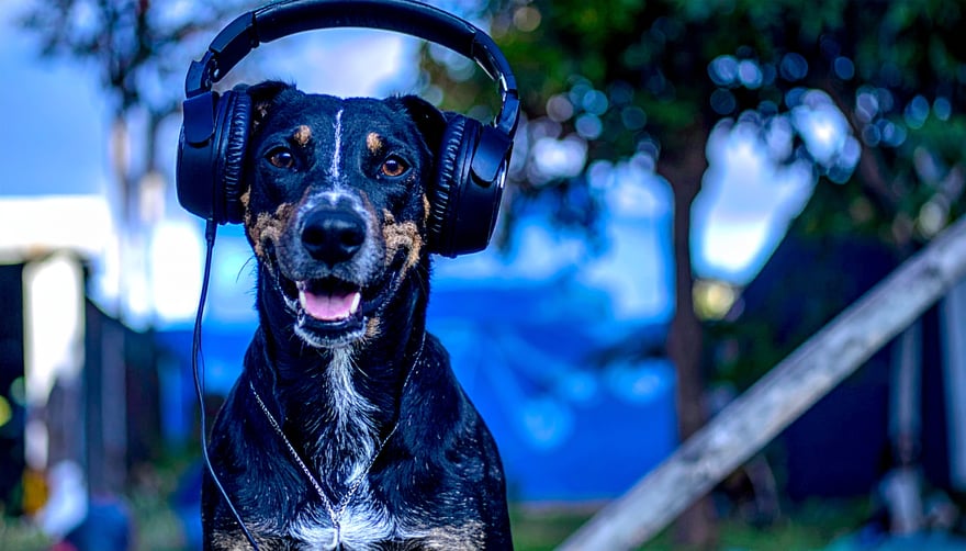Firefly dog listening to music 572498