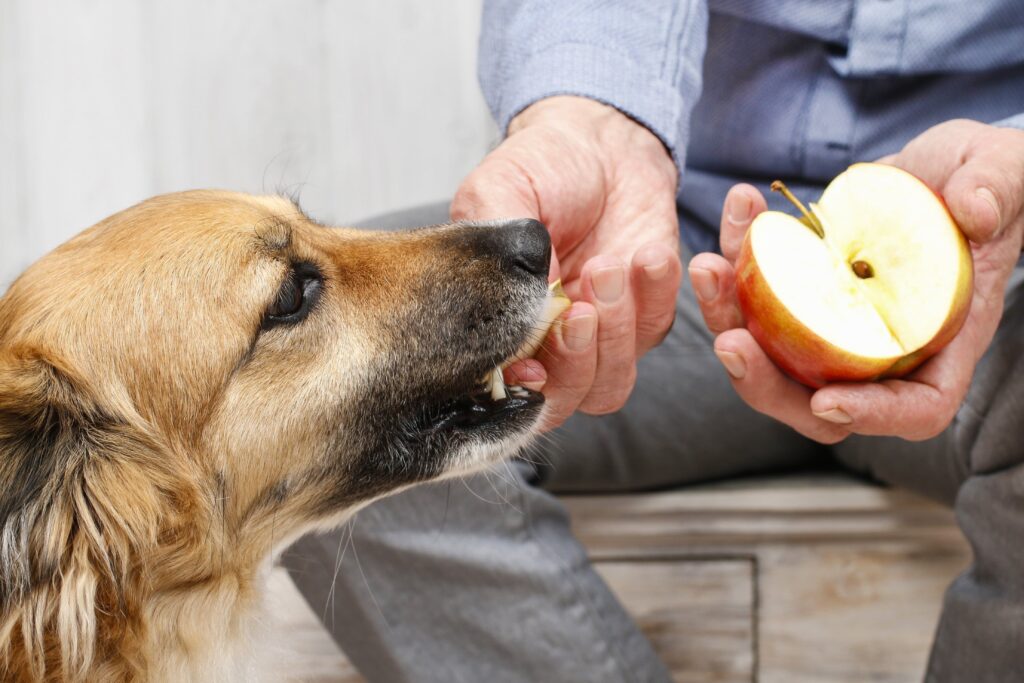 cão pode comer maçã