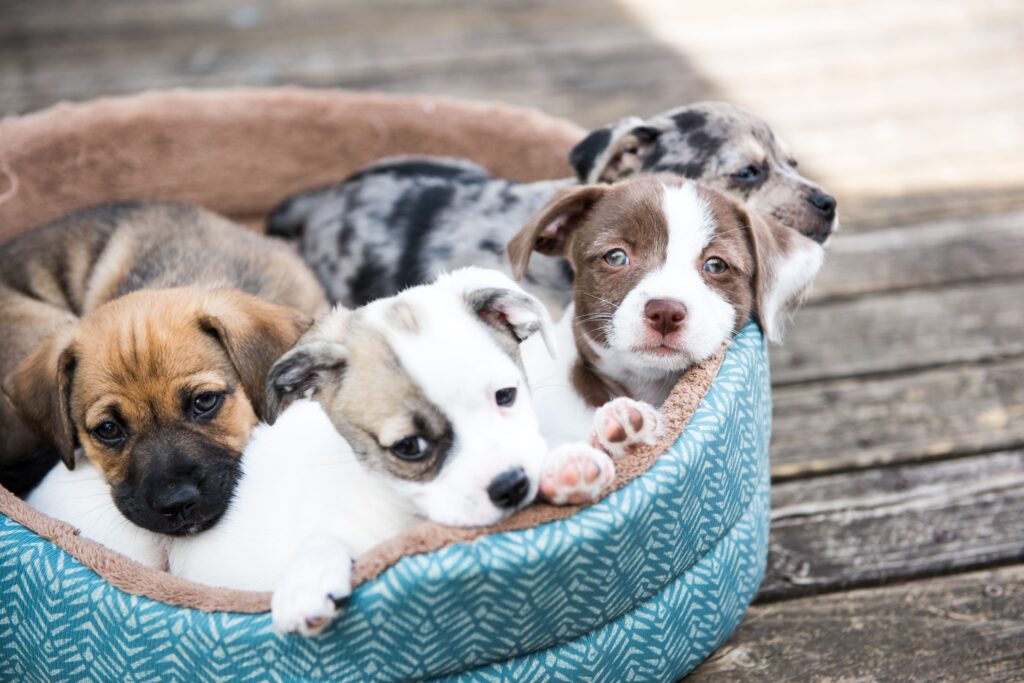 alimentar filhotes de cachorro