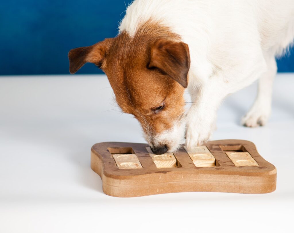 cão brincando com comida